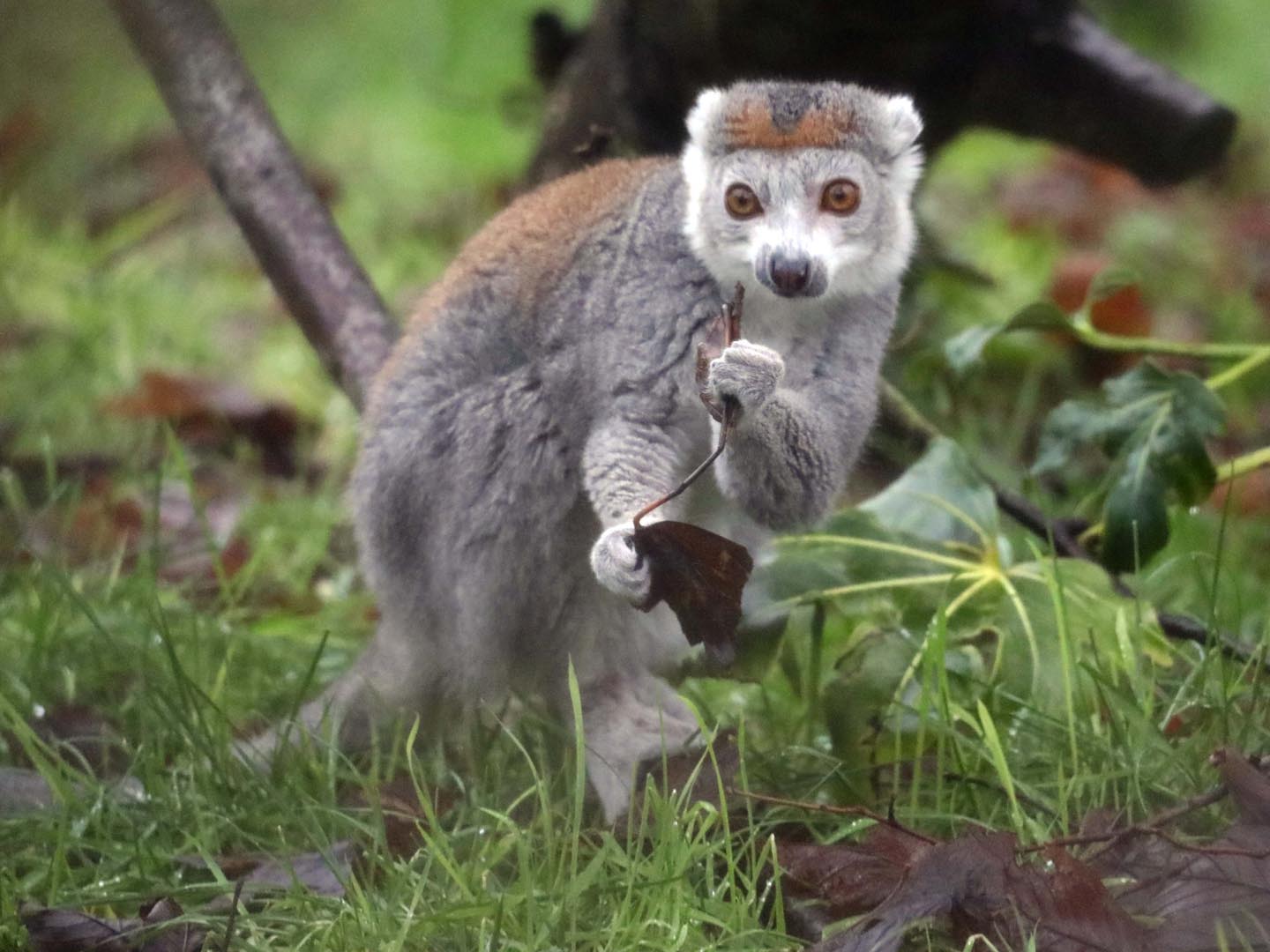 Crowned lemur sitting on grass holding a leaf Image: Amy Middleton 2023